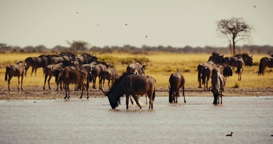 A herd of wildebeest grazing in a grass field and drinking out of a shallow river on a bright day with birds flying over and swimming in the water