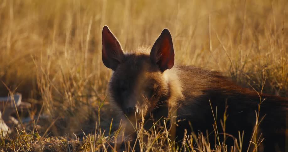 Hyena lying on grassland in jungle habitat
