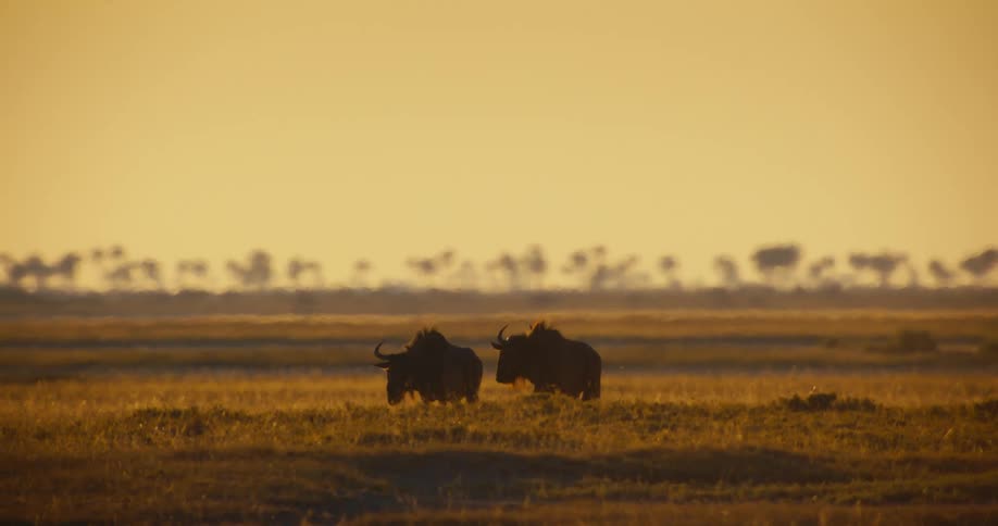 Two wildebeest walking under the grassland in the jungle