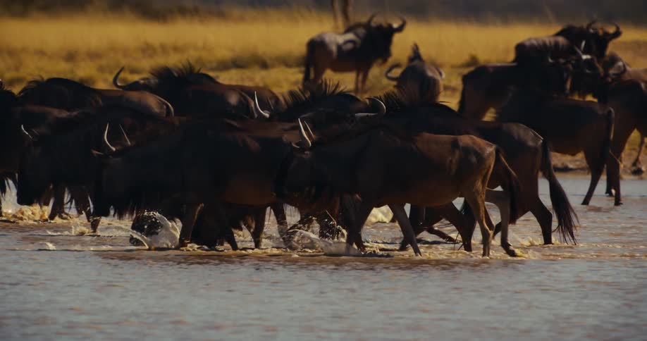 Wildebeest walking through a river in the middle of the day on a safari land
