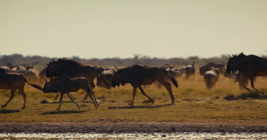 A herd of wildebeest with horns running along a waters edge with tails swinging as they run