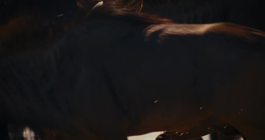 Close up of a wild herd of wildebeest walking through shallow water splashing up on their bodies