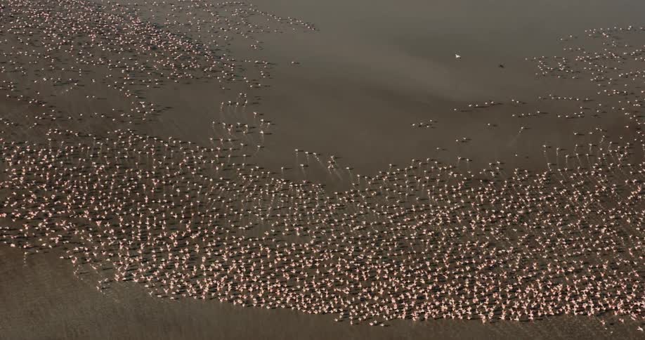 Several flamingos moving over the wet sand