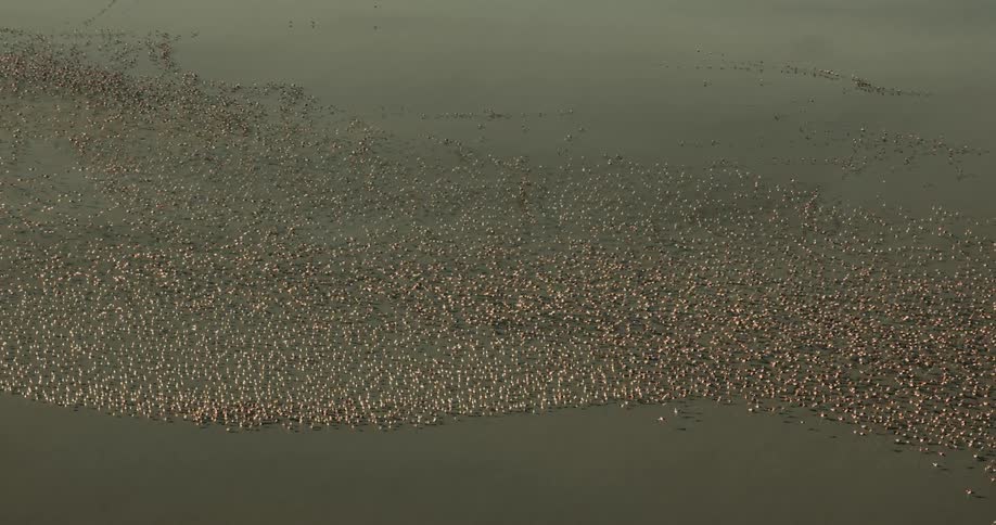 A large frock of flamingos on a body of water