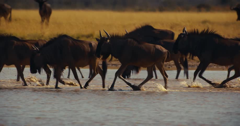 Wildebeest herd walking and drinking water in the jungle
