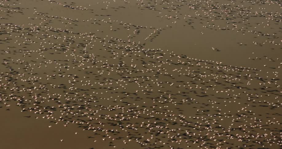 Flock of flamingos heading in the same direction