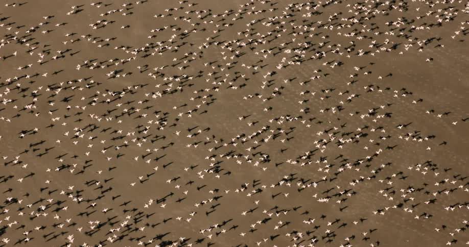 Horde of flying flamingos