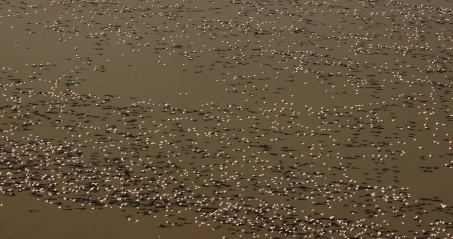 Large flock of white birds fly across terrain casting dark shadows