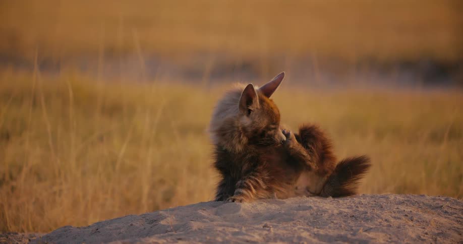 Brown hyena sitting and cleaning its paw in the middle of the jungle