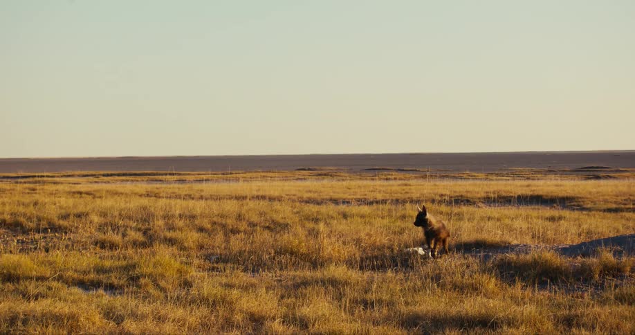 A Brown hyena in a savanna with undergrowth looking to its side