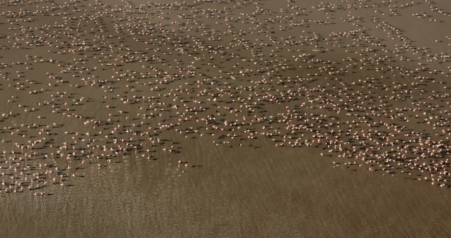Aerial of flamingos flying on a beach with brown sand
