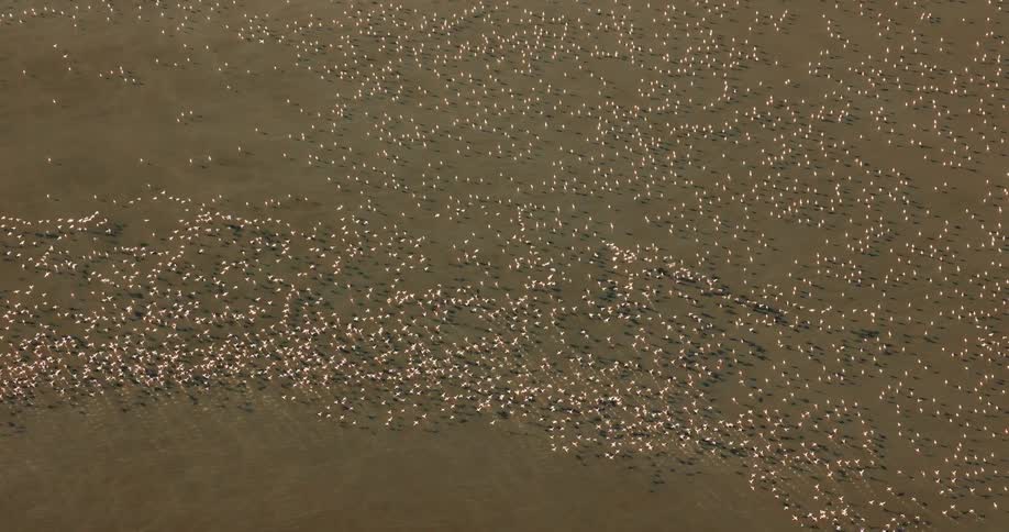 Horde of flying flamingos
