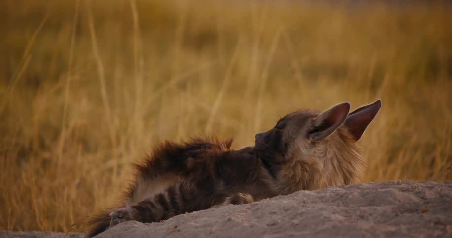 A brown hyena laying on a dirt patch near a dried grassy field as the animal licks itself and yawns
