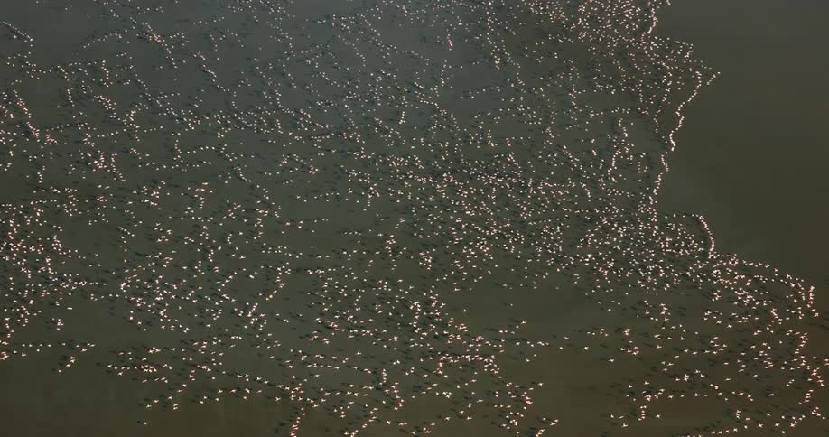 Flamingos flying over the sea