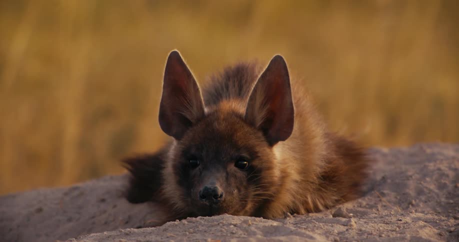 Brown hyena resting on top of a rock
