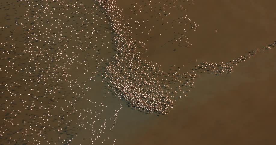 A large frock of flamingos flies over another flock on a body of water