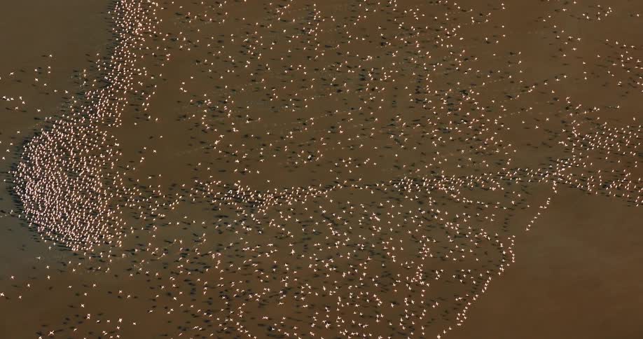 An aerial of a large flock of flamingos flying over the ocean