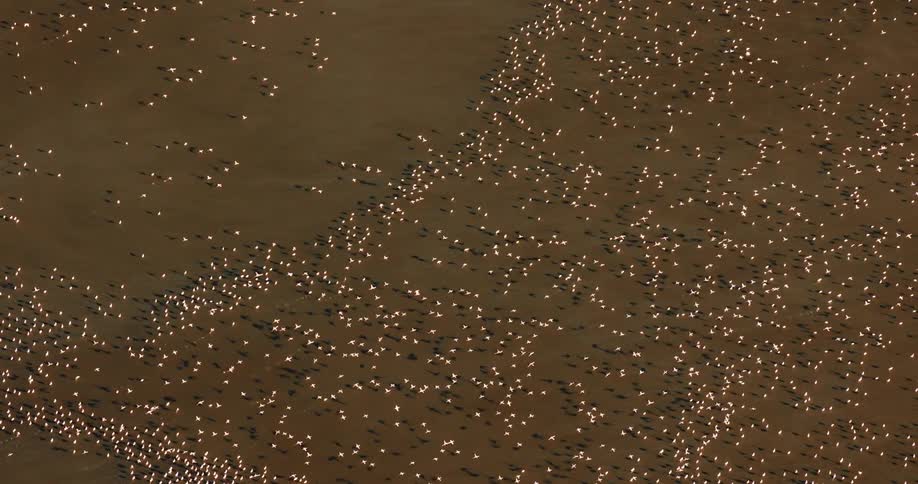 Flamingos flying mostly in the same direction over a salt pan