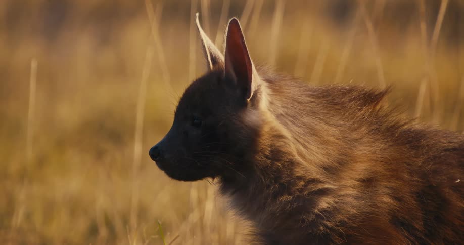 A Brown hyena in a field of tall vegetation ruffles the hairs on its back