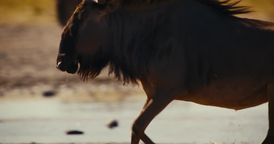 A wildebeest running near a herd as it runs through water