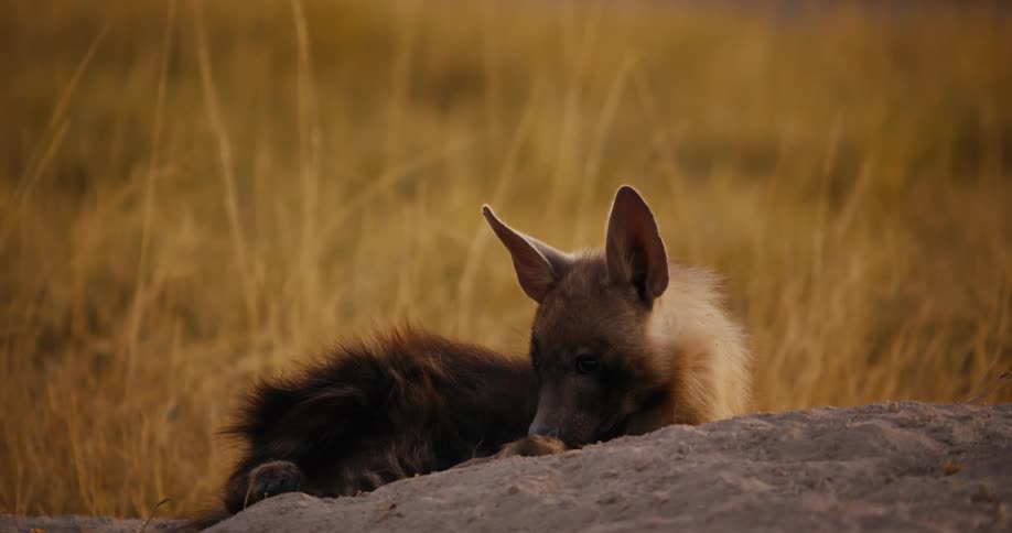 Brown hyena scratching its head in the middle of the jungle