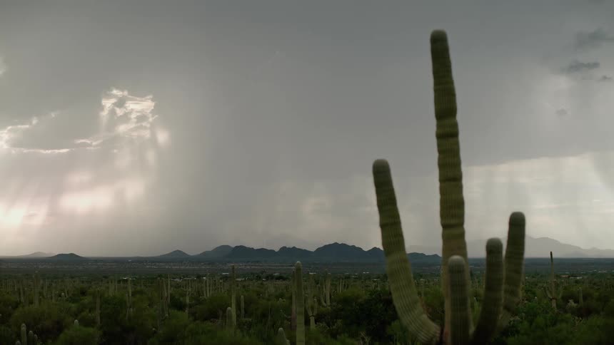 Close up of a cactus in the desert in a field of cacti as lightning strikes over the mountains on the horizon