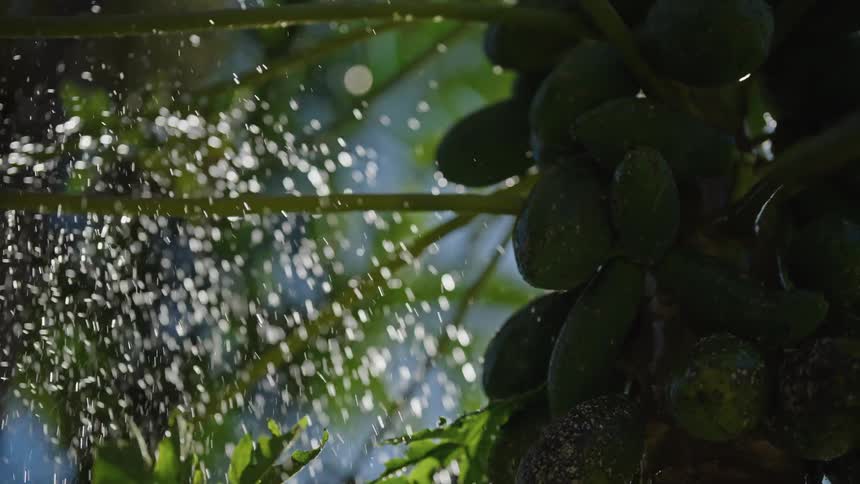 Drops of water falling on a papaya tree
