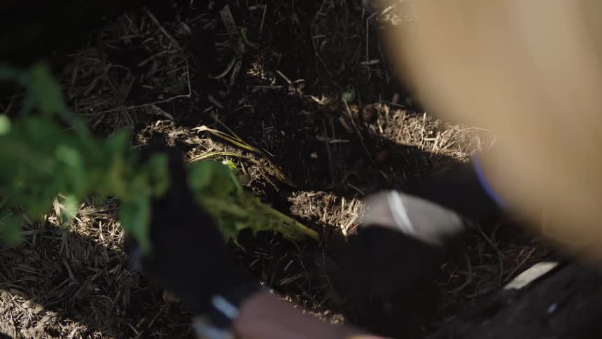 Person digs a small hole to put a plant