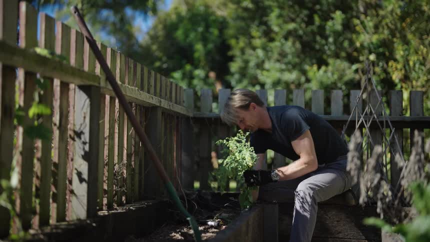 A white man in his garden with wooden fence planting a piece of plant