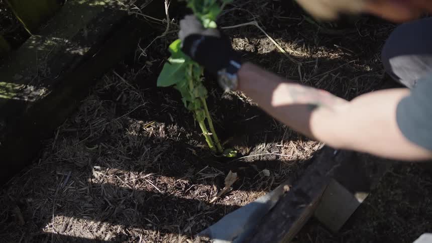 A gardener digs in the ground and puts in a plant