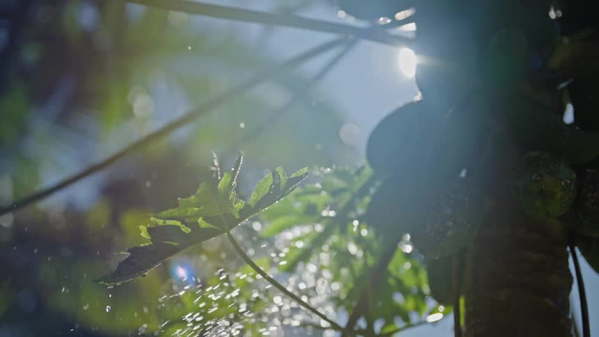 A tree with fruit on it being sprayed with water on a bright sunny day