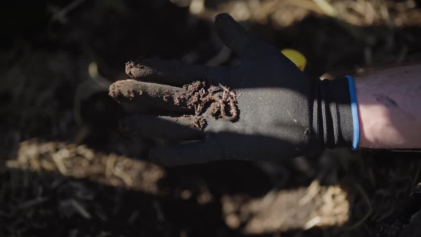 Earthworm in human hand being thrown into clay
