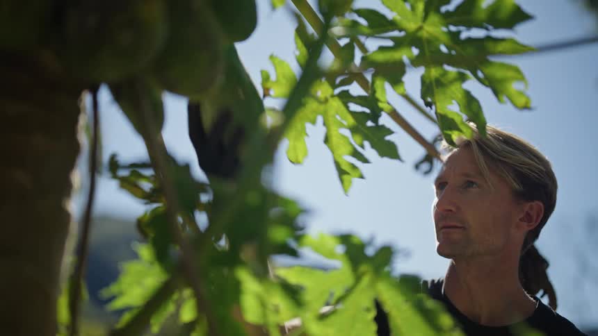 Close up of a man picking a large fruit from a tree outdoors on a bright sunny day