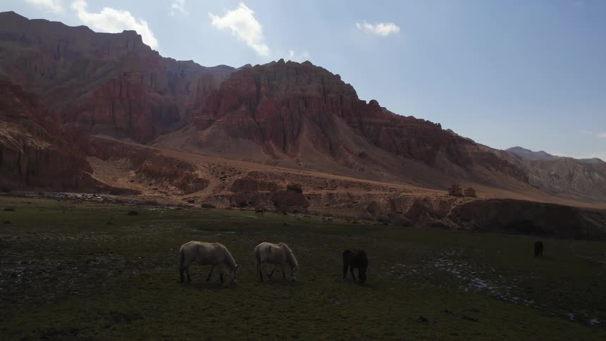 Horses grazing on grassland with hills in view