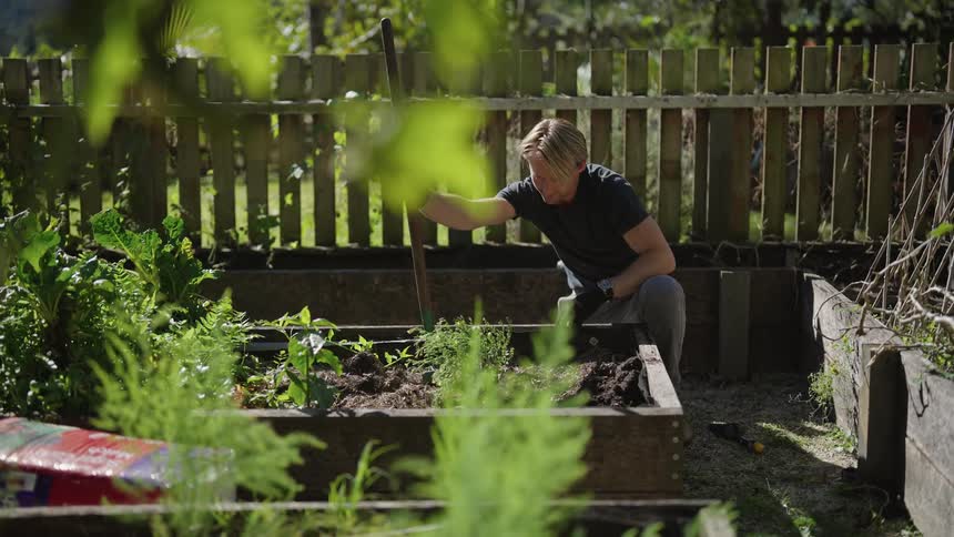 A man knelt down in front of a garden bed as he pushes plants down into the dirt on a bright sunny day
