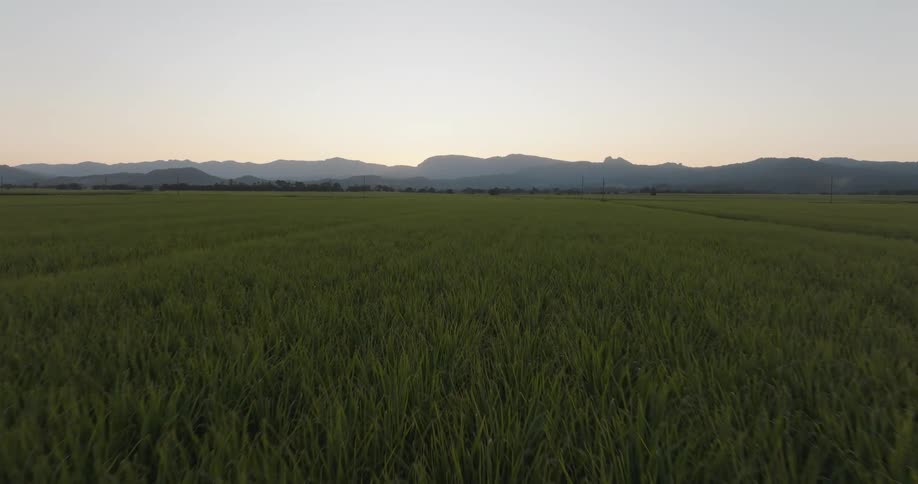 Field with agricultural crops and the sun rising over the mountains in the background