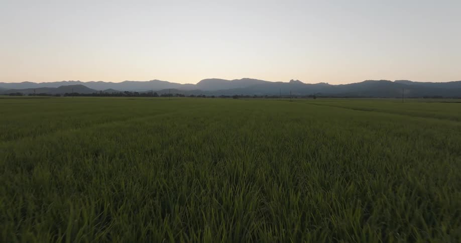 Rural area with agricultural plantations and mountains in the background