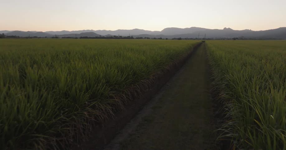 Rural area with agricultural plantations and sunrise in the mountains in the background
