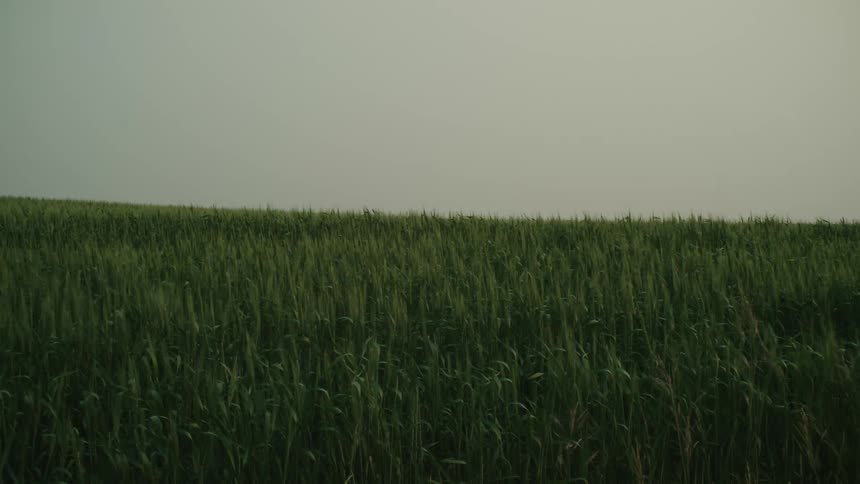A plantation with several green leaves swaying due to the strong wind
