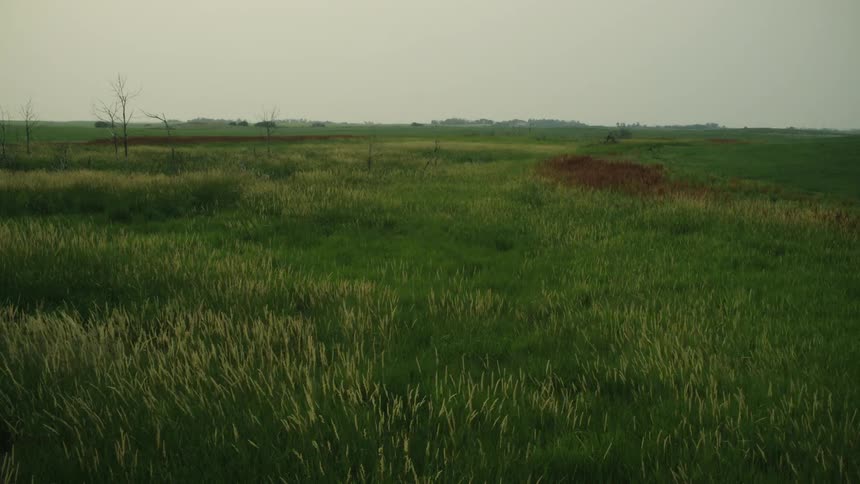 Countryside landscape with wind blowing in the grass