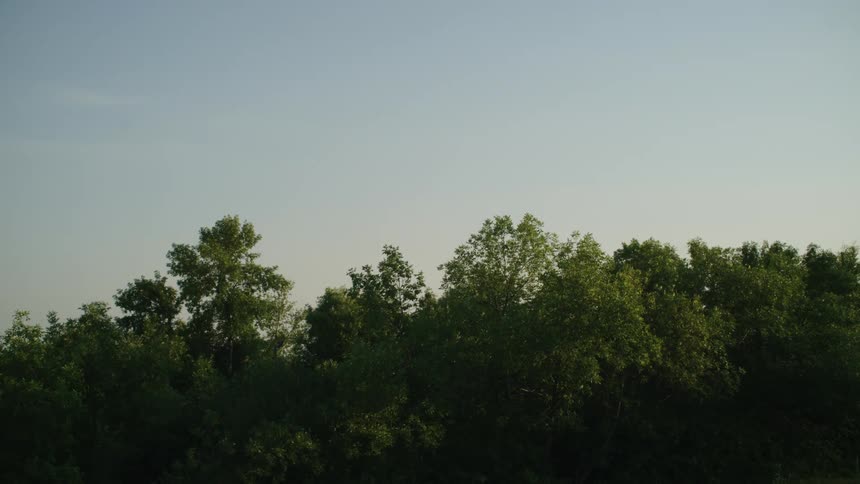 A forest is filled with green trees under a clear blue sky