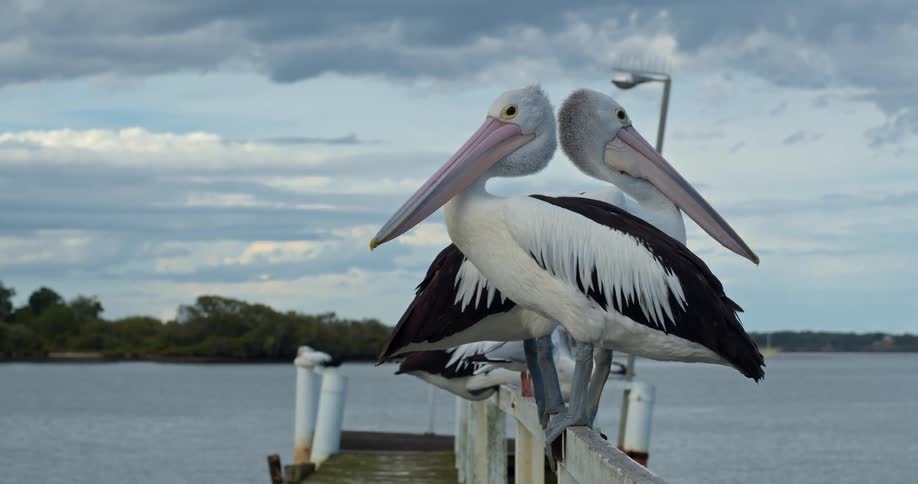 Two Pelicans on top of a wooden platform