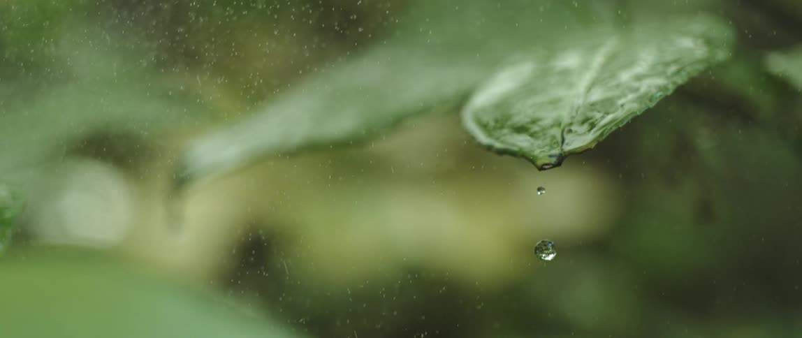 A drop of water falls off a green leaf in a rain storm