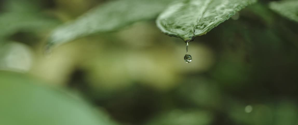 A drop falling from a green leaf of a plant