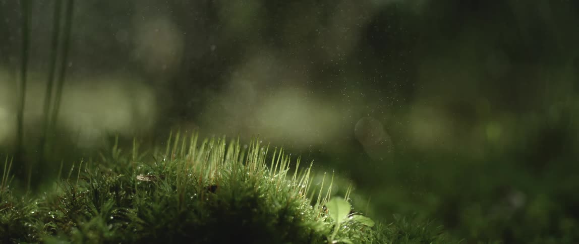 Particles suspended in the daylight sun as they fall down toward a small knoll of grass