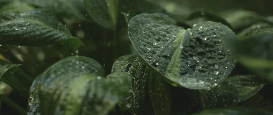 Drops of water falling on a green plant in slow motion