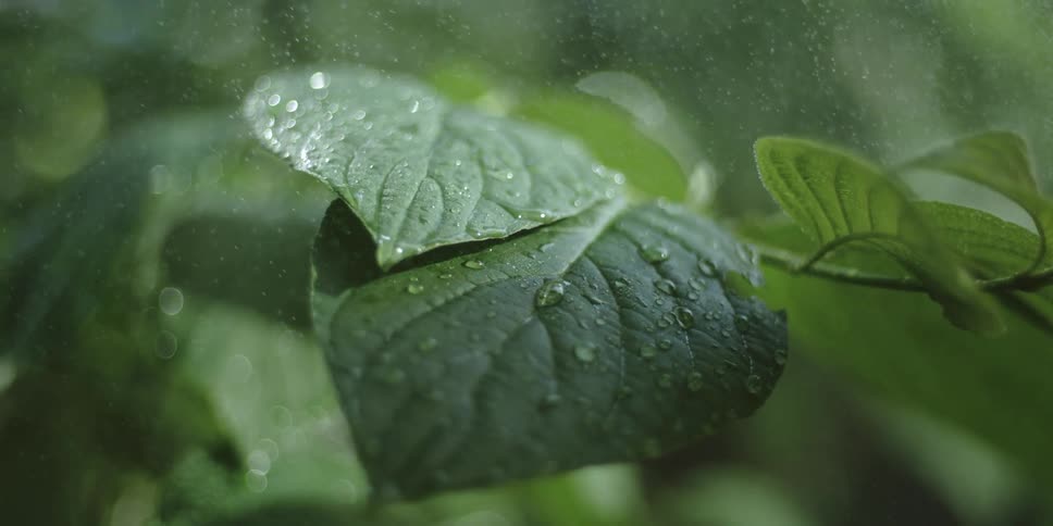 Close up of rain drops falling over green leaves in slow motion in soft morning sunlight