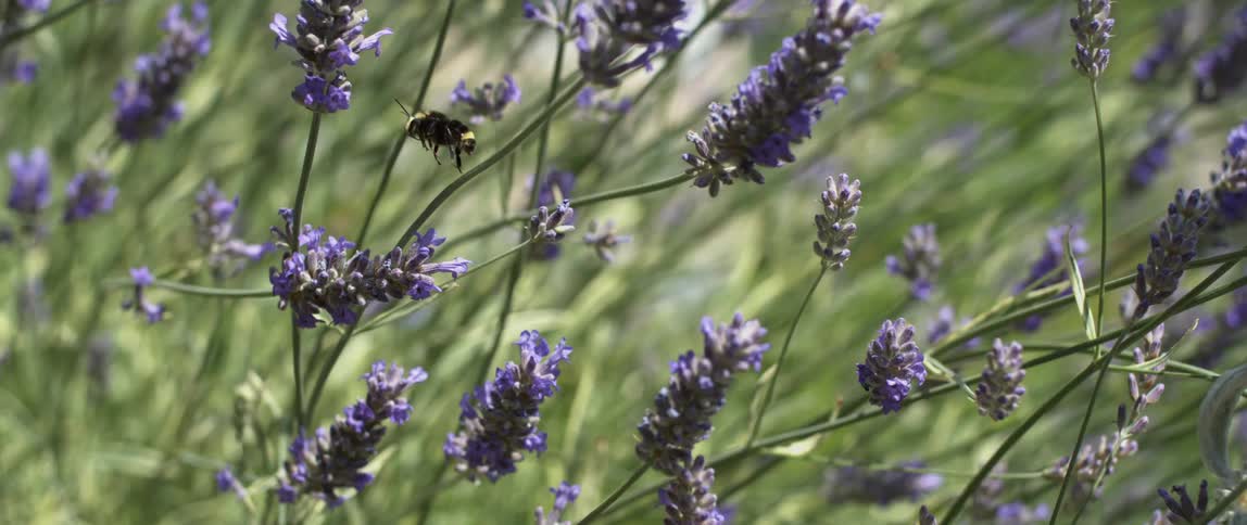 Bee flies between flowers in a sunny meadow