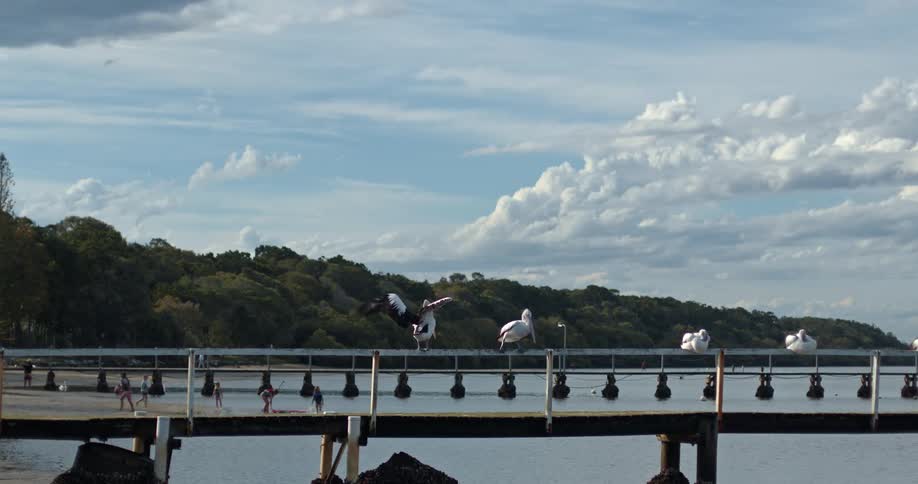 Pelicans on top of a pier railing on the beach. Children play in the background.