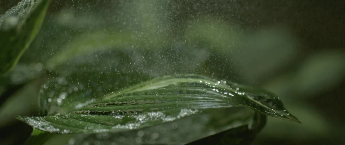 Close up of water particles dropping onto a green leaf with beads bouncing and rolling off